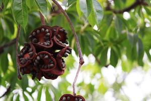 fruits de sterculia foetida. photo