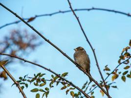 moineau eurasien passer montanus perché sur une branche d'églantier. l'oiseau a été gonflé par le froid photo