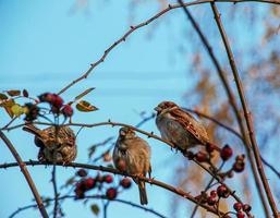 moineau eurasien passer montanus perché sur une branche d'églantier. l'oiseau a été gonflé par le froid photo