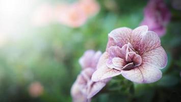 Les images en gros plan de la rose impattiens double sont des annuelles de jardin populaires. photo