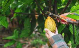 les mains en gros plan d'un producteur de cacao utilisent des cisailles à tailler pour couper les cabosses de cacao ou le cacao jaune mûr des fruits du cacaoyer. récolte que produit l'activité agricole de cacao. photo