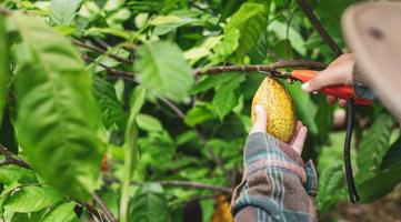 les mains en gros plan d'un producteur de cacao utilisent des cisailles à tailler pour couper les cabosses de cacao ou le cacao jaune mûr des fruits du cacaoyer. récolte que produit l'activité agricole de cacao. photo