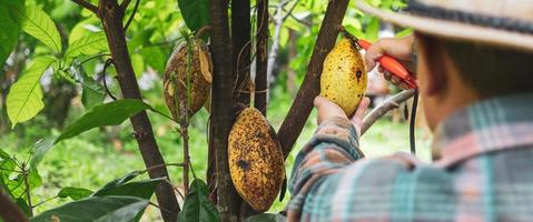 les mains en gros plan d'un producteur de cacao utilisent des cisailles à tailler pour couper les cabosses de cacao ou le cacao jaune mûr des fruits du cacaoyer. récolte que produit l'activité agricole de cacao. photo