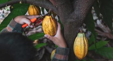 les mains en gros plan d'un producteur de cacao utilisent des cisailles à tailler pour couper les cabosses de cacao ou le cacao jaune mûr des fruits du cacaoyer. récolte que produit l'activité agricole de cacao. photo