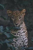 léopard sri lankais parmi les feuilles des arbres, forêt sombre