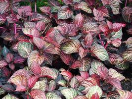 Feuilles panachées lumineuses de la plante nerveuse, fittonia albivenis photo