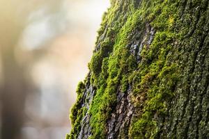 mousse verte sur l'arbre. lichen en gros plan. texture d'écorce recouverte de sphaigne. photo