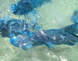 ci-dessus, coup de poisson-perroquet bleu nageant sous photo