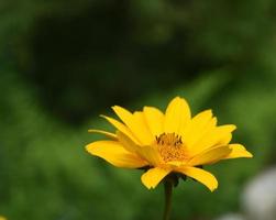 profil d'une fleur d'héliopsis jaune en fleurs photo