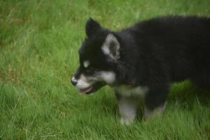 adorable chiot husky sibérien tirant la langue photo