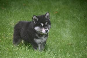 beau jeune chiot husky avec fourrure noire, blanche et grise photo