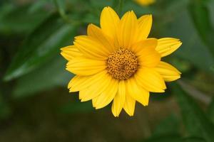 Superbe faux tournesol jaune de près en fleur photo