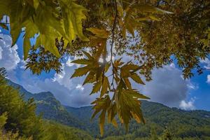 arbres colorés et paysage d'automne dans la forêt profonde. les couleurs d'automne dans la forêt créent une vue magnifique. vue d'automne dans la nature photo