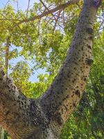 énorme magnifique kapok arbre ceiba avec des pointes au mexique. photo