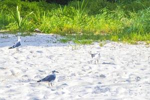 mouette mouettes marchant sur le sable de la plage playa del carmen mexique. photo