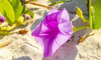 pied de chèvre de gloire du matin rose violet fleur de plage rampante mexique. photo