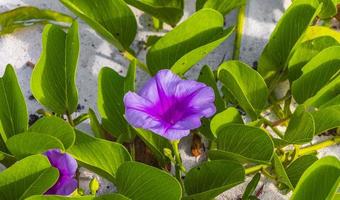 pied de chèvre de gloire du matin rose violet fleur de plage rampante mexique. photo