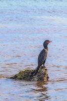 cormoran à longue queue neotropis sur pierre de roche à la plage mexique. photo