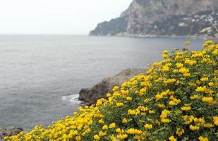 fleurs jaunes avec la côte de capri, italie, en arrière-plan photo