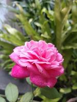 pétale de rose rose fleurit sur un jardin. cette photo peut être utilisée pour tout ce qui concerne le jardinage, la pépinière, l'arrière-cour, la nature, la verdure, la beauté.