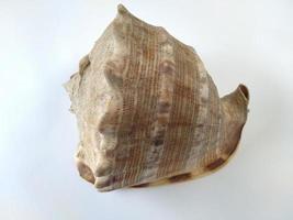 gros coquillage isolé sur fond blanc. bon pour une utilisation sur tout type d'entreprise liée à la mer, à la marine, aux animaux, à la nature, à la vie sauvage photo