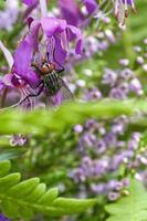 mouche à viande en bouquet de fleurs prises en se nourrissant. fleurs roses et feuilles vertes photo