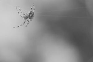 araignée croisée prise en noir et blanc, rampant sur un fil d'araignée. frayeur d'halloween photo