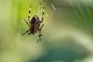 araignée croisée dans une toile d'araignée, à la recherche de proies. arrière-plan flou photo