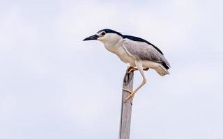 Nycticorax nycticorax perché sur une souche d'arbre dans la rivière photo