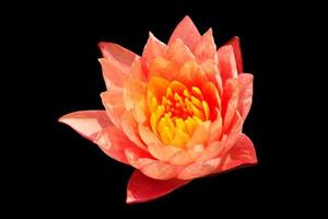 lotus rouge frais sur fond noir photo