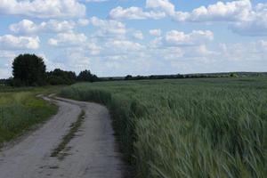 épillets verts de blé dans un champ agricole contre un ciel nuageux et une route de campagne. paysage. photo