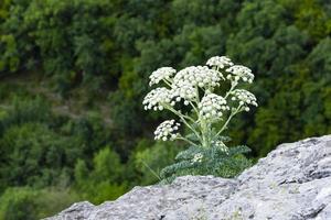 branchie de seseli, fleur de carotte sauvage, fleur de millefeuille, millefolium achillea, plante solitaire sur pierre grise sur fond de forêt verte. photo