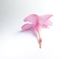 photo de fleurs de frangipanier rose reposant sur un fond blanc.