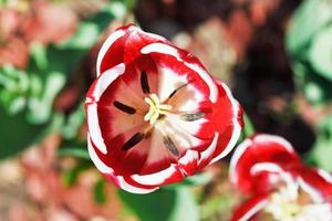 Voir ci-dessus de la fleur de tulipe rouge photo