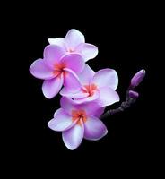 fleurs de plumeria ou de frangipanier ou d'arbre de temple. gros plan bouquet de fleurs de plumeria rose-violet exotique isolé sur fond noir. vue de dessus bouquet de frangipanier rose-violet. photo