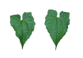 courge de lierre ou feuille de coccinia grandis. gros plan des feuilles vertes exotiques de l'arbre au sol de lierre isolé sur fond blanc. vue de dessus feuille verte. photo