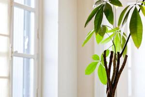 plante d'intérieur en appartement blanc photo