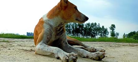 chien assis par terre photo