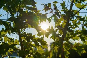 paysage naturel avec des feuilles d'érable contre le ciel photo