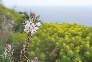 fleurs avec la côte de capri, italie, en arrière-plan photo