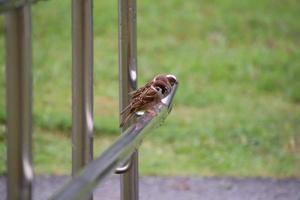 moineau eurasien photo