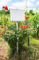planche et buisson de roses près du vignoble en alsace photo