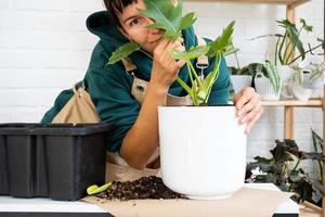 transplanter un philodendron de plante d'intérieur dans un nouveau pot. une femme plante une tige avec des racines dans un nouveau sol. soin et reproduction d'une plante en pot, mains en gros plan photo