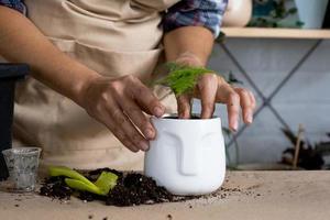 transplanter une asperge de plante d'intérieur dans un pot avec un visage. une femme plante une tige avec des racines dans un nouveau sol. prendre soin d'une plante en pot, mains en gros plan photo