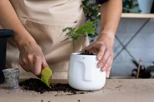 transplanter une asperge de plante d'intérieur dans un pot avec un visage. une femme plante une tige avec des racines dans un nouveau sol. prendre soin d'une plante en pot, mains en gros plan photo