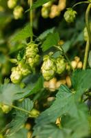 concept d'agriculture et d'agriculture. cônes de houblon bio mûrs verts frais pour faire de la bière et du pain, gros plan. houblon frais pour la production brassicole. plante de houblon poussant dans le jardin ou la ferme. photo