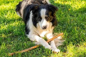 l'activité des animaux de compagnie. mignon petit chien border collie allongé sur l'herbe à mâcher sur le bâton. chien de compagnie avec une drôle de tête en journée d'été ensoleillée à l'extérieur. soins aux animaux de compagnie et concept de vie d'animaux drôles. photo