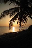 palm silhouette au coucher du soleil - soleil fort photo
