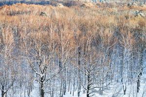 cimes des arbres éclairées par la lumière du soleil en hiver photo