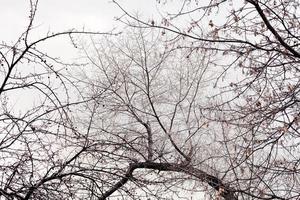 ciel gris et branches d'arbres photo